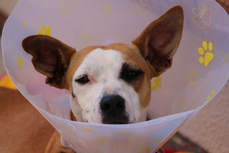 HOSPITALIZACIÓN DE ANIMALES