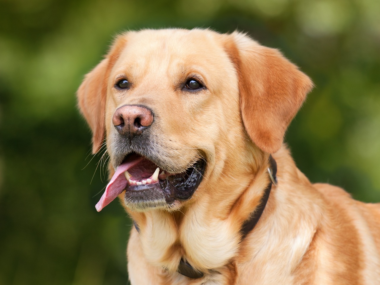 ESPECIALISTA EN ETOLOGÍA CANINA