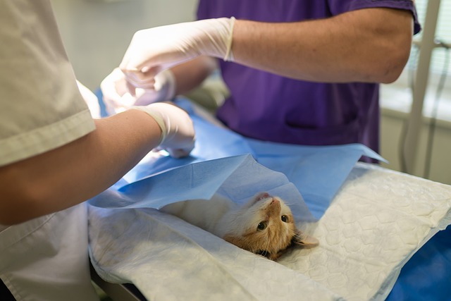ESPECIALISTA EN URGENCIAS VETERINARIAS Y QUIRÓFANOS