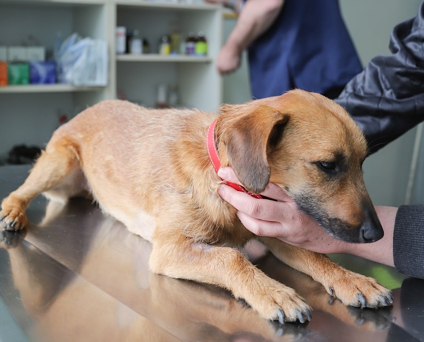 FISIOTERAPIA VETERINARIA
