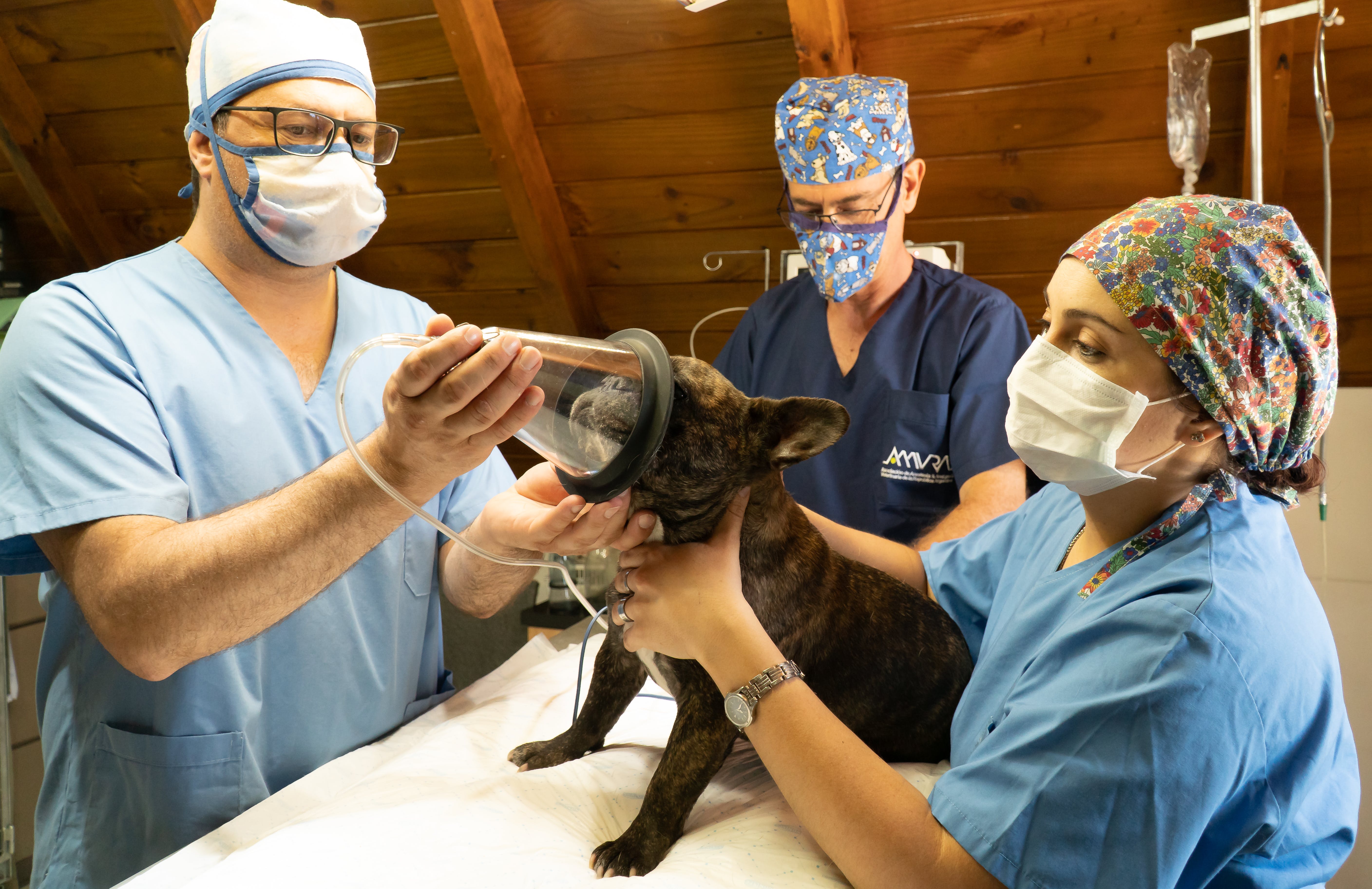 ANESTESIA VETERINARIA