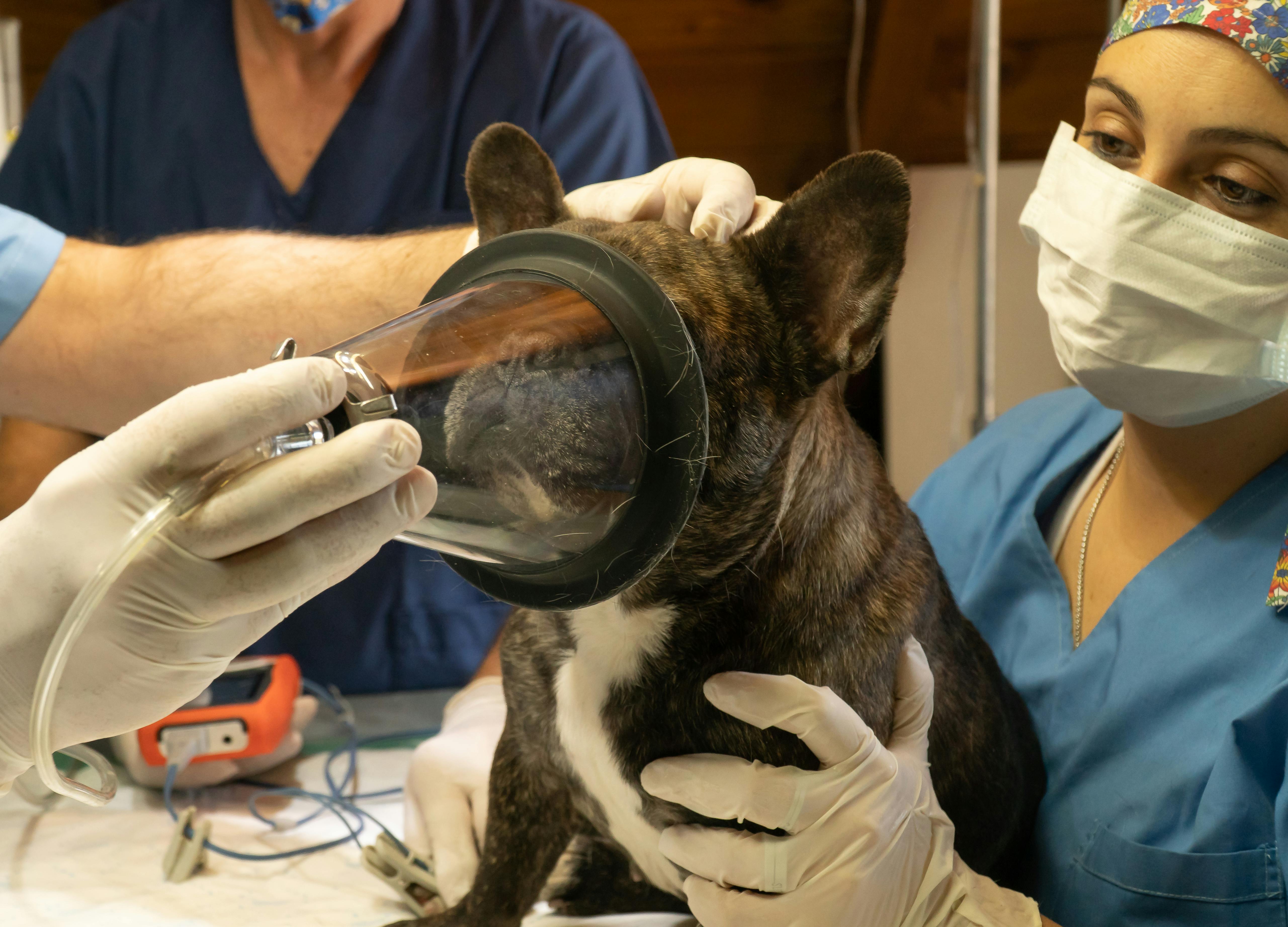 ANESTESIA Y ANALGESIA, PAPEL DEL AUXILIAR VETERINARIO