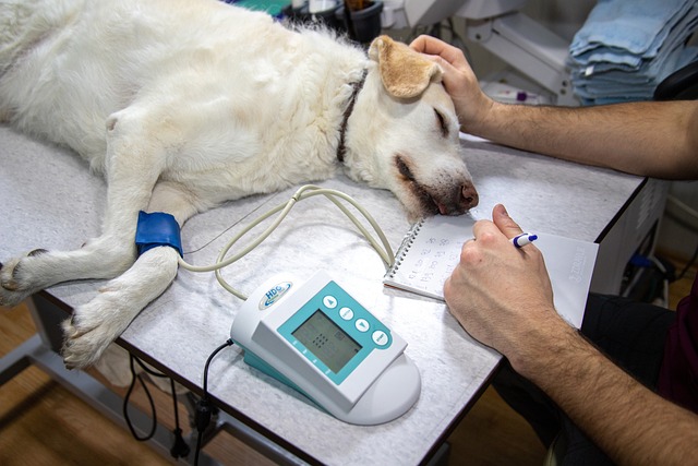 EXPERTO EN ECOGRAFÍAS EN VETERINARIA