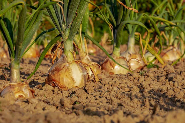 OP. AUX. DE RIEGO, ABONADO Y APLIC. DE TRAT. EN  CULTIVOS AGRÍC.